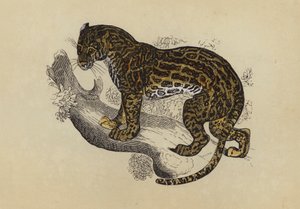 Ocelot (färglitografi) av English School