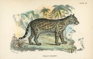 Ocelot [Variety] av English School