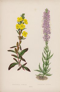 Oenothera Pumila; Veronica Incisa (färglitografi) av English School
