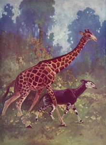 Okapi och giraff