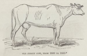 Old Jersey ko, från 1800 till 1830 (gravyr) av English School