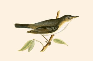 Olive Tree Warbler, illustration från "A History of the Birds of Europe Not Observed in the British Isles" av Charles Robert Bree (1811-86), publicerad 1867 av English School