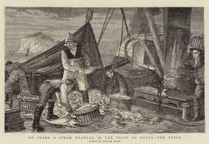 Ombord på en ångtrålare i Firth of Forth, fångsten av English School
