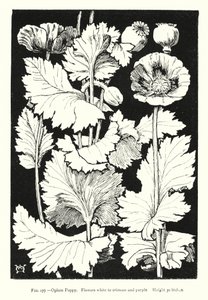 Opiumvallmo; Blommor vita till röda och lila; Höjd 30 tum (gravyr) av English School