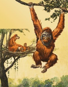 Orangutanger av English School