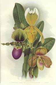 Orkidéer