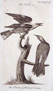 Oriole, från 