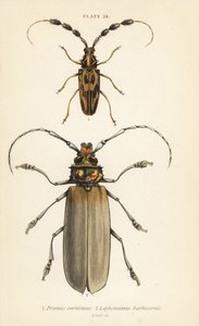 Orthomegas cinnamomeus Prionus corticinus 1 och Batus barbicornis, Lophonocerus barbicornis 2 av English School