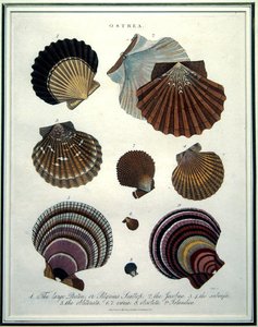 Ostrea, illustration från 