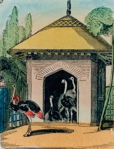 Struts och emu hus på London zoo. 1840-talet av English School