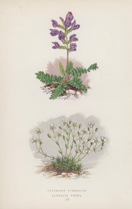 Oxytropis Pyrenaica; Arenaria Verna (färg litho) av English School