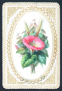 Rosa petuniablomma, kort av English School