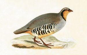 P Graeca, Var, illustration från 
