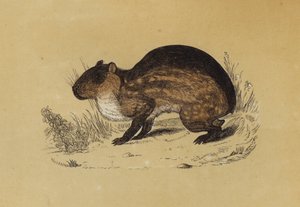 Paca (färg litho) av English School