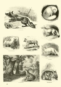 Sida från The Pictorial Museum of Animated Nature av English School