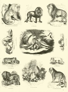 Sida från The Pictorial Museum of Animated Nature av English School