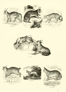 Sida från The Pictorial Museum of Animated Nature av English School