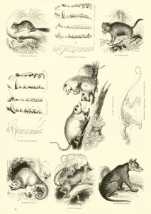 Sida från The Pictorial Museum of Animated Nature av English School