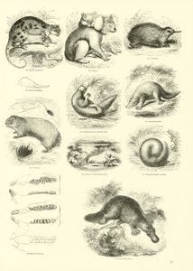 Sida från The Pictorial Museum of Animated Nature