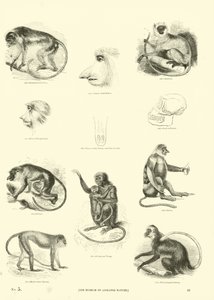 Sida från The Pictorial Museum of Animated Nature av English School