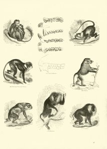 Sida från The Pictorial Museum of Animated Nature