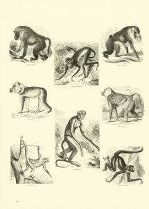 Sida från The Pictorial Museum of Animated Nature av English School