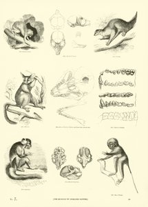Sida från The Pictorial Museum of Animated Nature