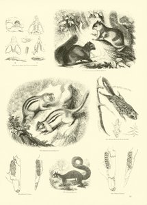 Sida från The Pictorial Museum of Animated Nature