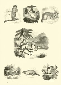 Sida från The Pictorial Museum of Animated Nature av English School