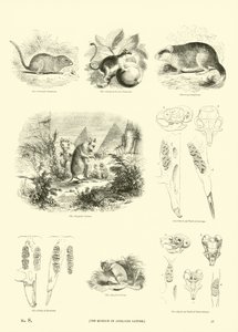 Sida från The Pictorial Museum of Animated Nature av English School