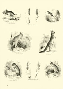 Sida från The Pictorial Museum of Animated Nature