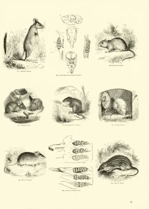 Sida från The Pictorial Museum of Animated Nature av English School