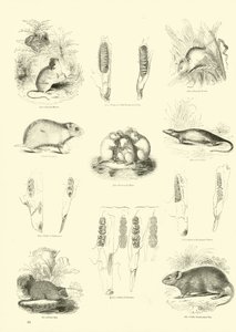 Sida från The Pictorial Museum of Animated Nature