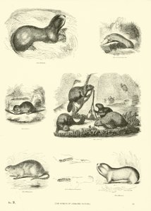 Sida från The Pictorial Museum of Animated Nature