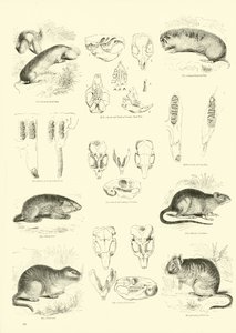 Sida från The Pictorial Museum of Animated Nature