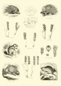 Sida från The Pictorial Museum of Animated Nature