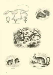 Sida från The Pictorial Museum of Animated Nature av English School