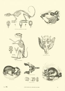 Sida från The Pictorial Museum of Animated Nature av English School