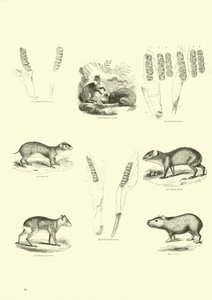 Sida från The Pictorial Museum of Animated Nature