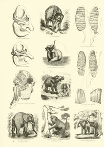 Sida från The Pictorial Museum of Animated Nature