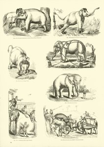 Sida från The Pictorial Museum of Animated Nature av English School