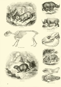 Sida från The Pictorial Museum of Animated Nature