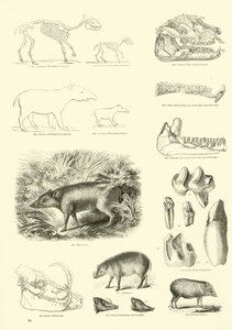 Sida från The Pictorial Museum of Animated Nature