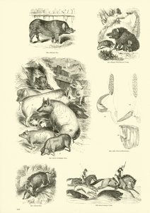 Sida från The Pictorial Museum of Animated Nature