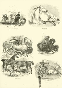 Sida från The Pictorial Museum of Animated Nature av English School