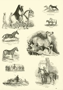 Sida från The Pictorial Museum of Animated Nature av English School
