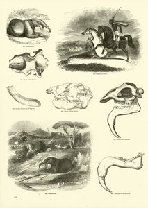 Sida från The Pictorial Museum of Animated Nature av English School