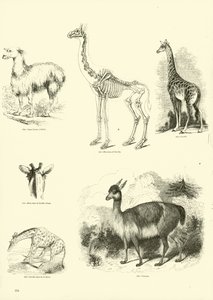 Sida från The Pictorial Museum of Animated Nature