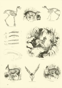 Sida från The Pictorial Museum of Animated Nature