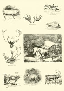 Sida från The Pictorial Museum of Animated Nature